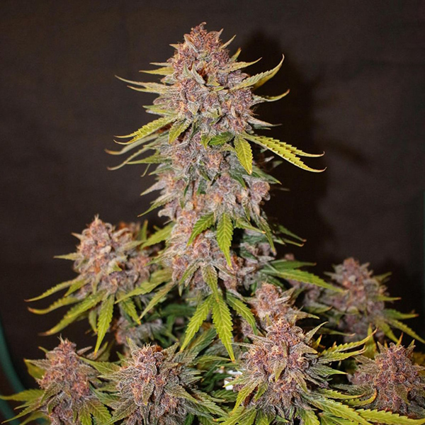Auto Lemon Cherry Cookies Feminised