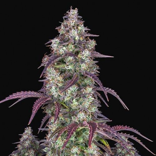Насіння Auto Lemon Pie Feminised