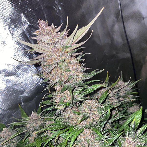 Auto Papaya Cookies Feminised