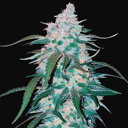 Насіння Auto Pineapple Express Feminised