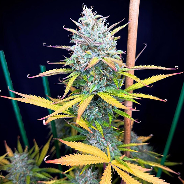 Auto Pound Cake Feminised