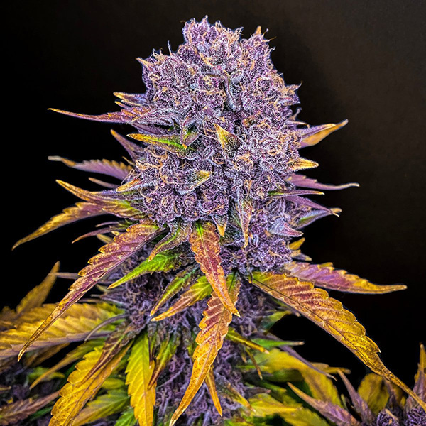 Auto Purple Lemonade Feminised