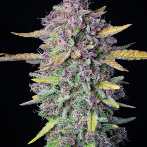 Насіння Auto Purple Punch Feminised