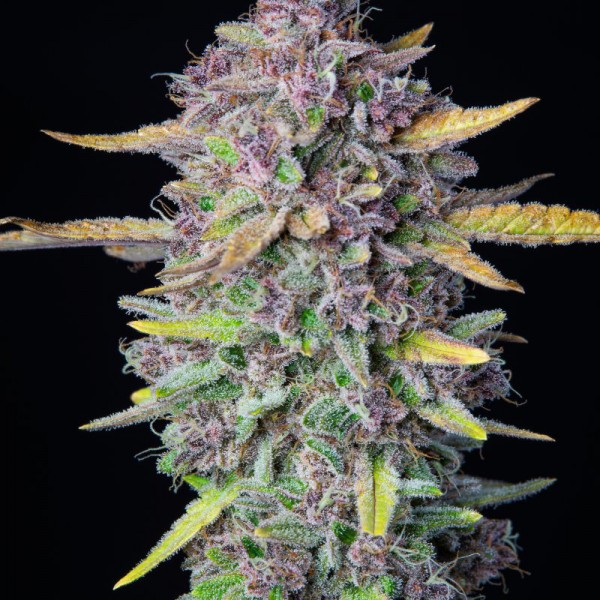 Насіння Auto Purple Punch Feminised