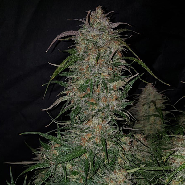 Auto Smoothie Feminised