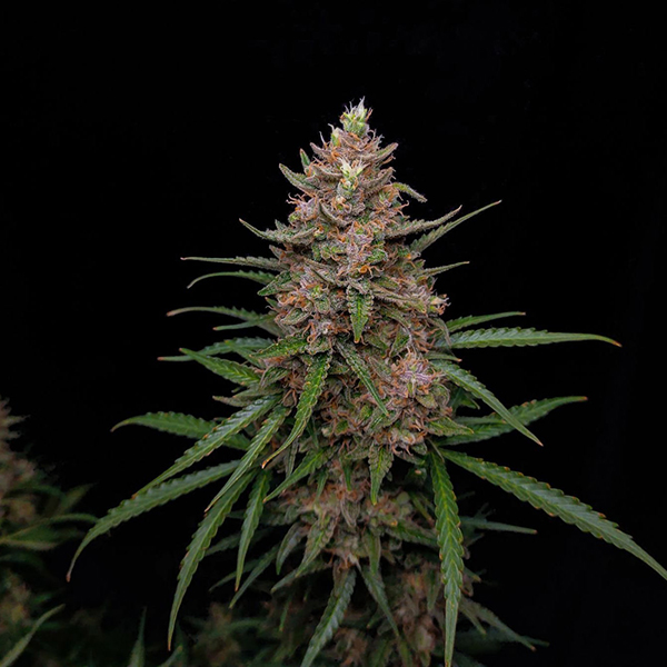 Auto Sour Jealousy Feminised