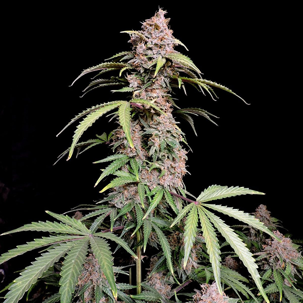 Auto Amnesia Z (Amnesia Zkittlez) Feminised