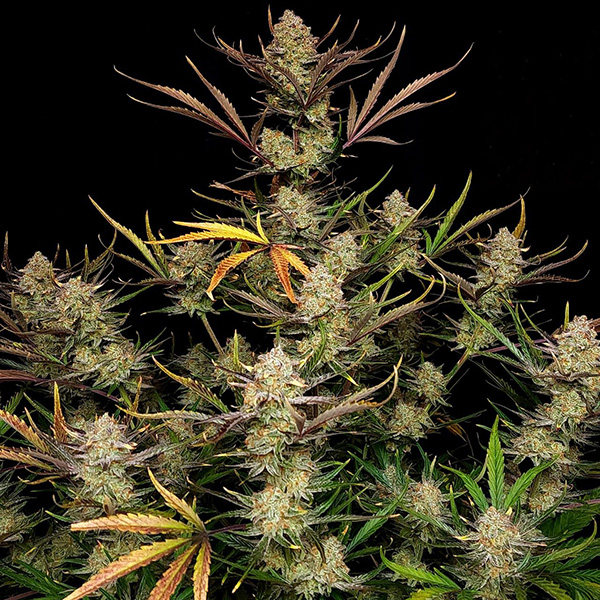 Auto Apple Strudel Feminised