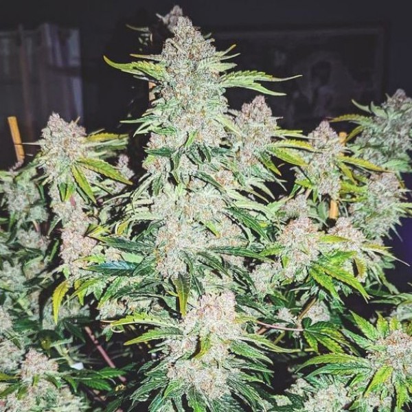 Auto Cherry Cola Feminised