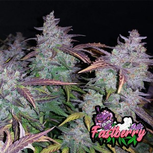 Auto Fastberry Feminised