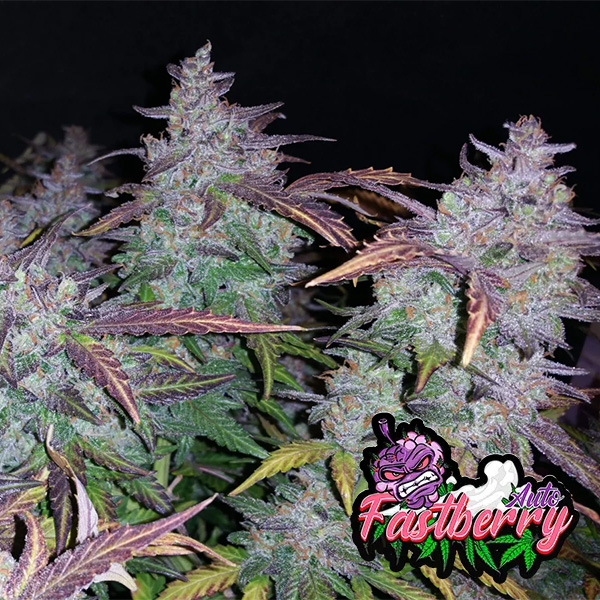 Насіння Auto Fastberry Feminised Насіння Auto Fastberry Feminised