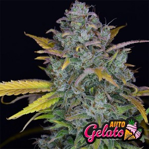 Auto Gelato Feminised