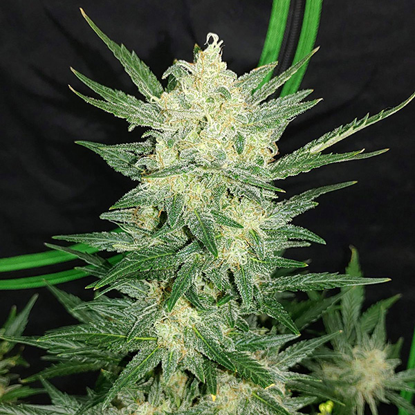 Auto Original Afghan Kush Feminised