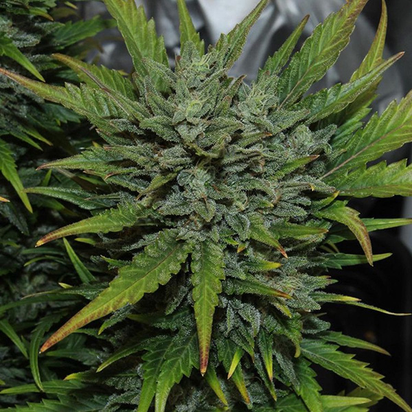 Auto Original AK Feminised