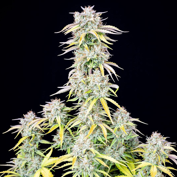 Auto Original Big Bud Feminised
