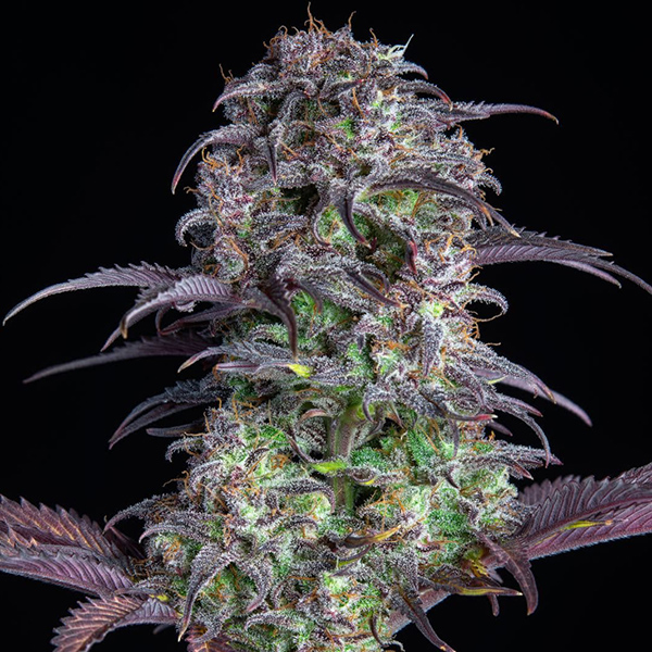 Auto Original Blueberry Feminised