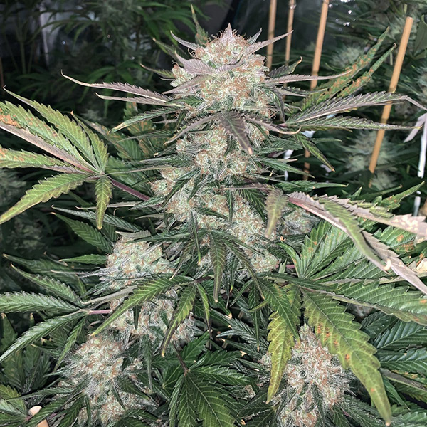 Auto Original Bubblegum Feminised