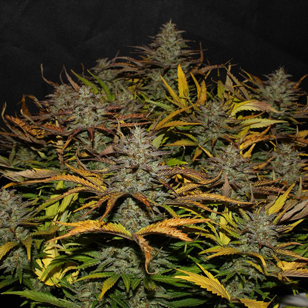 Auto Original Cheese Feminised