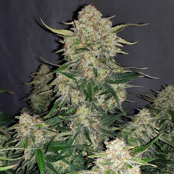 Auto Original Chemdawg Feminised