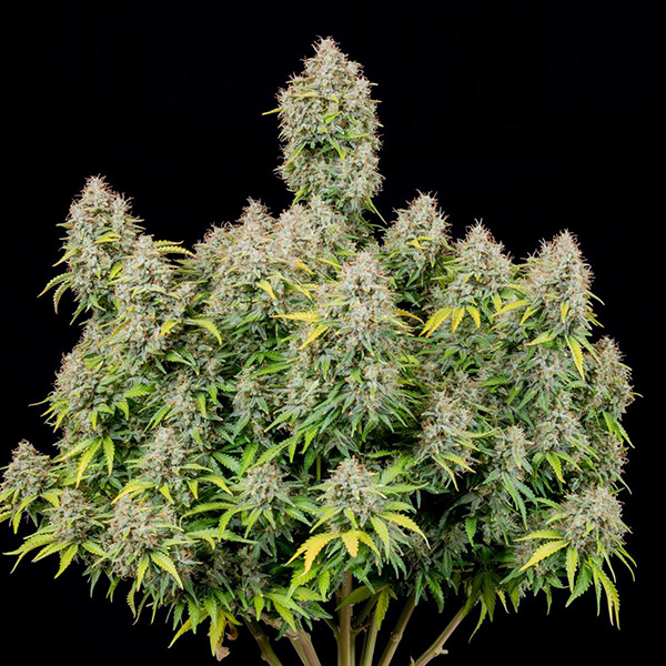 Auto Original Cinderella Feminised