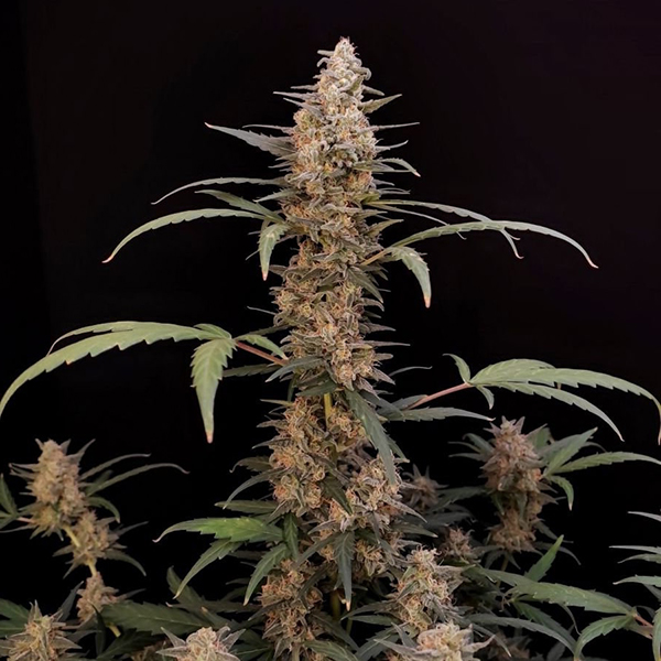 Auto Original Critical Feminised