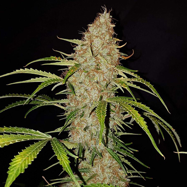 Auto Original Jack Herer Feminised