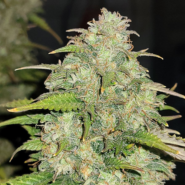 Auto Original Moby Dick Feminised