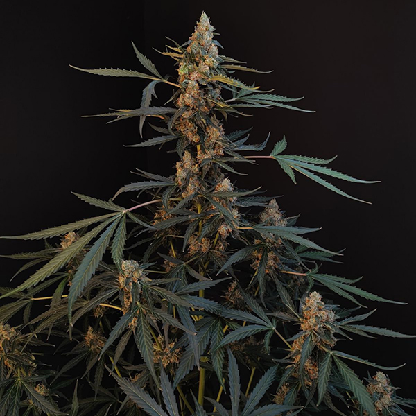 Auto Original Northern Lights Feminised