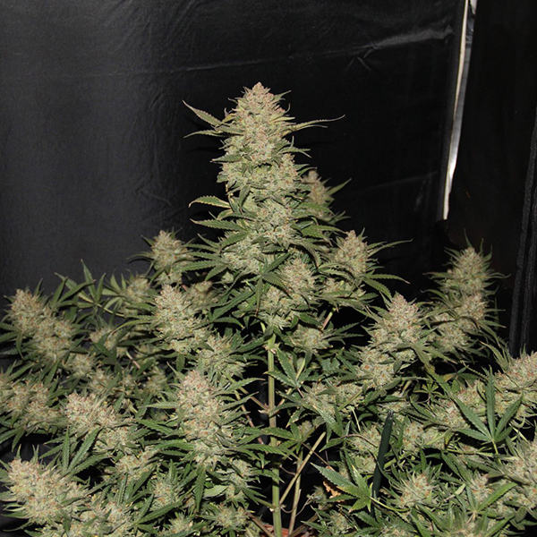 Auto Original OG Kush Feminised