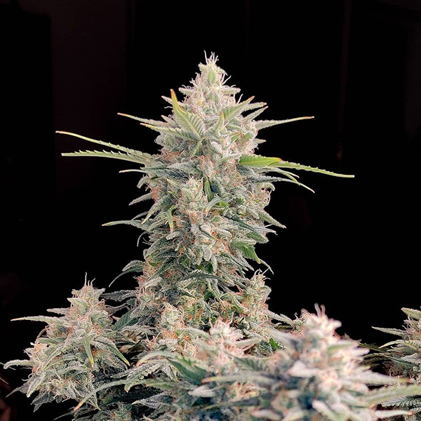 Auto Original Skunk Feminised