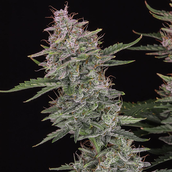 Auto Original Sour Diesel Feminised