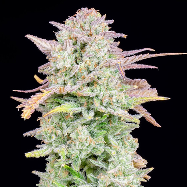 Auto Original Trainwreck Feminised