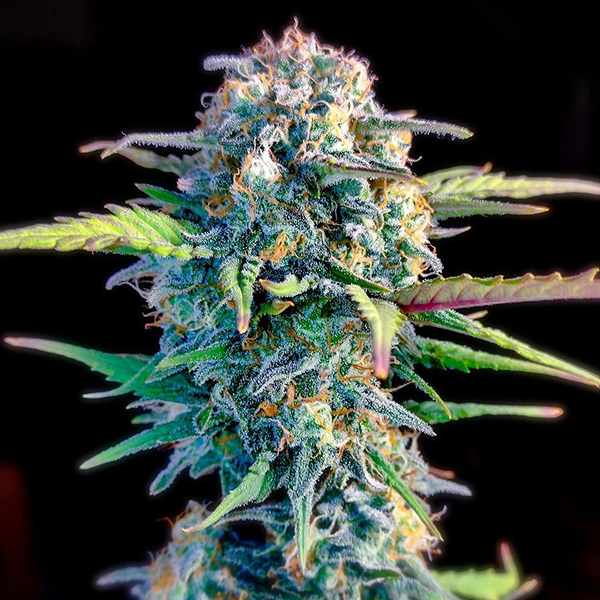 Auto Original White Widow Feminised