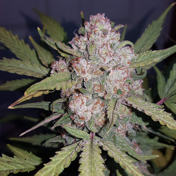 Auto Stardawg Feminised