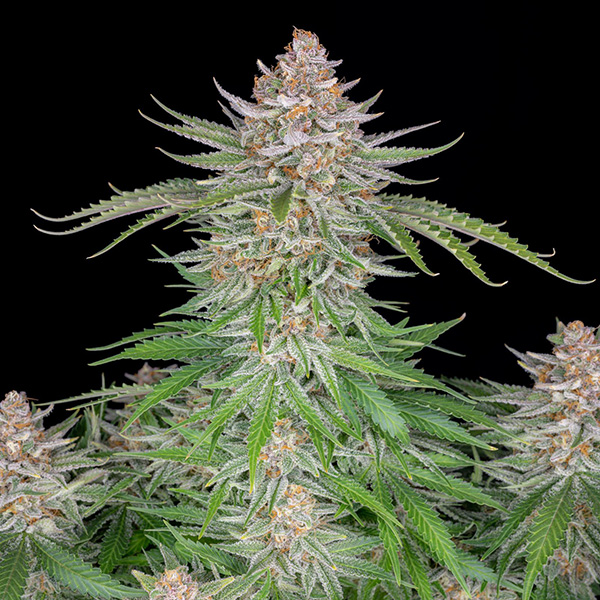 Auto Strawberry Pie Feminised