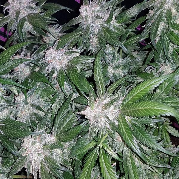 Auto Tangie Feminised