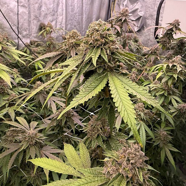 Biscotti Gelato Feminised