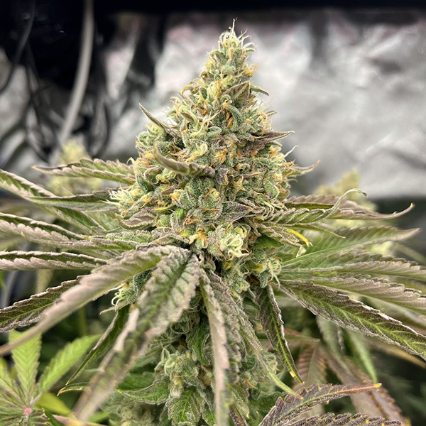 Gorilla Melon Feminised