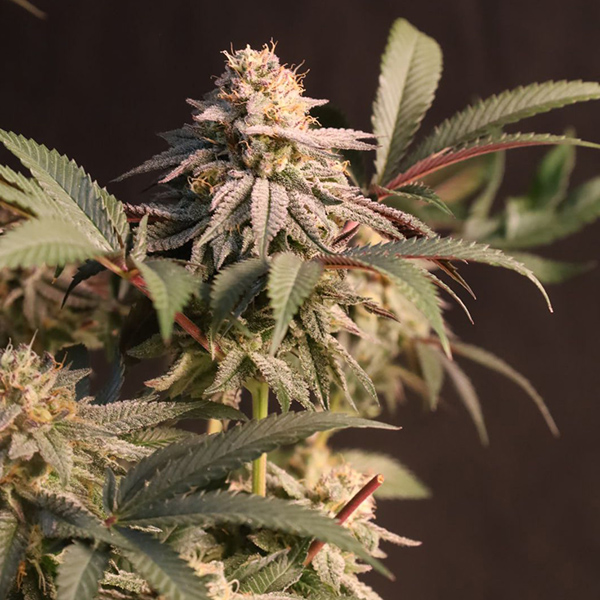 Lemon Cherry Runtz Feminised