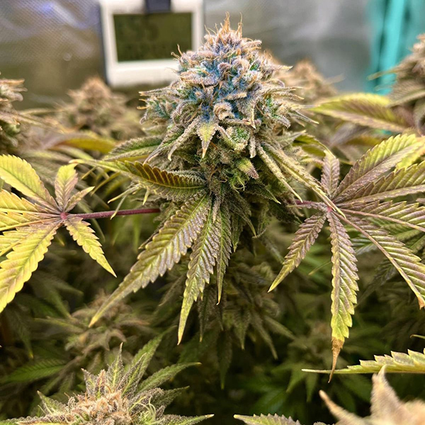 Lemon Mandarin Feminised