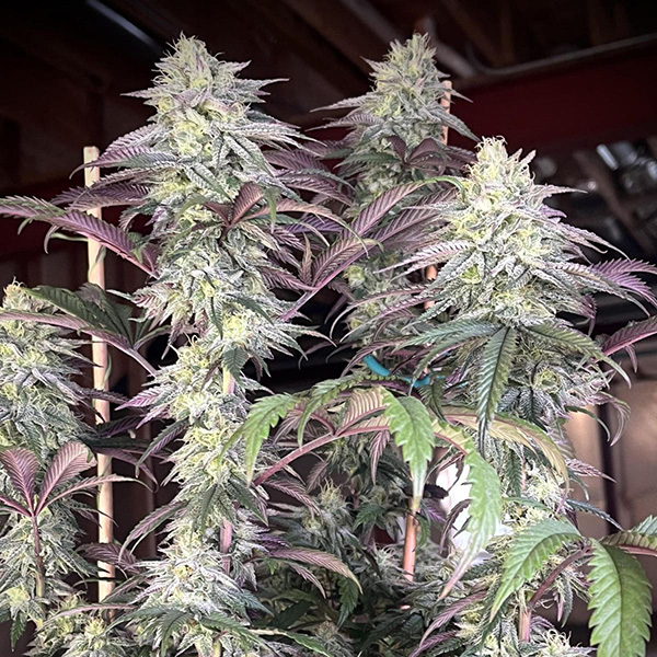 Papaya Sherbet Feminised