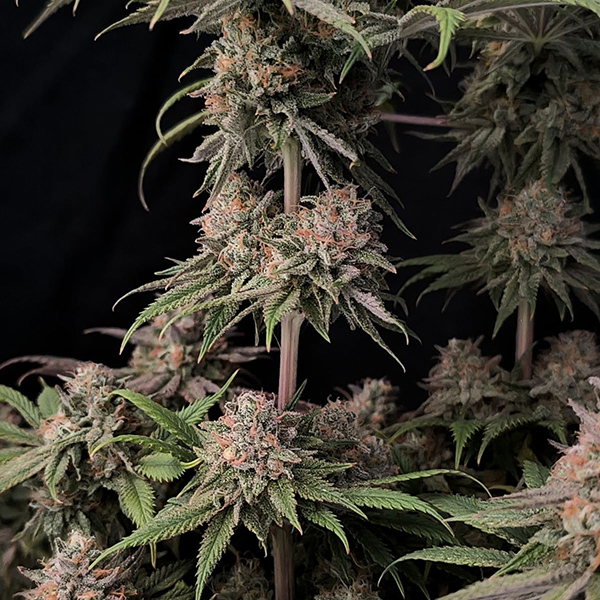 Rainbow Melon Feminised