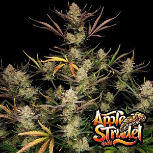 Auto Apple Strudel Feminised