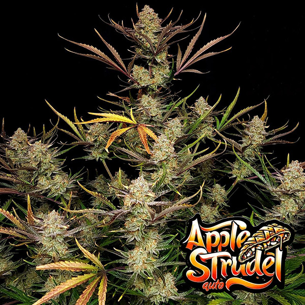 Auto Apple Strudel Feminised