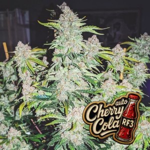 Auto Cherry Cola Feminised