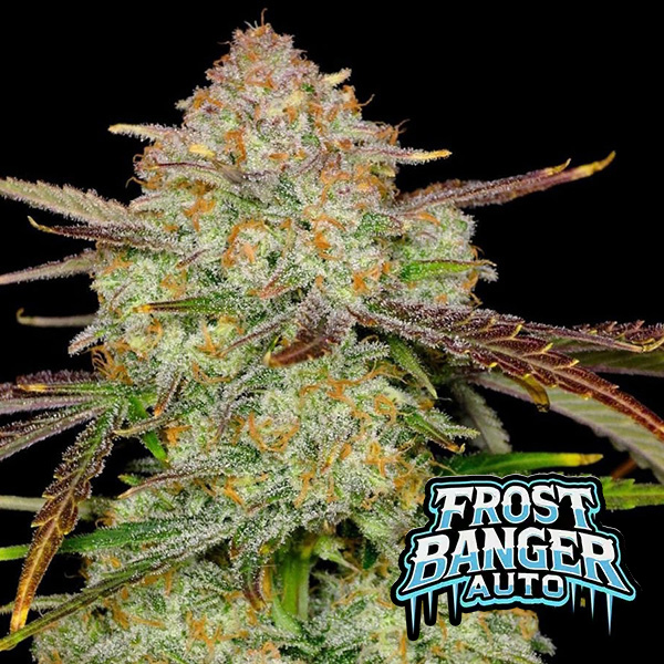 Auto Frostbanger Feminised