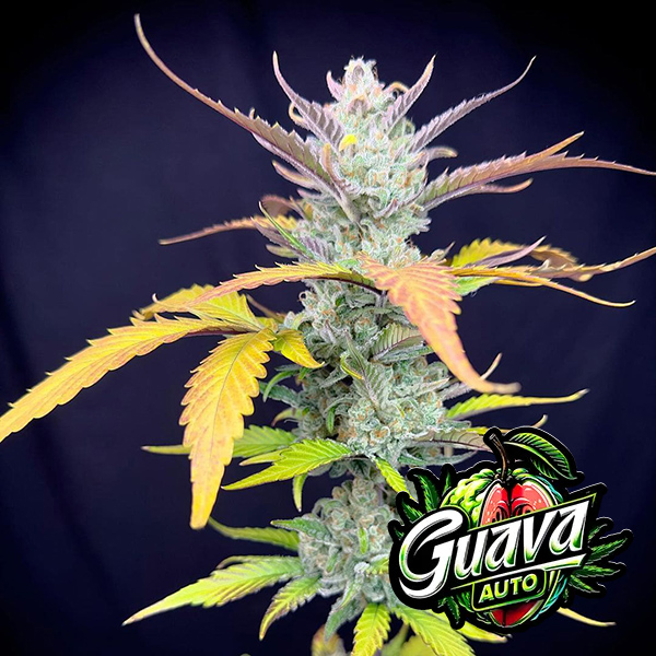 Auto Guava Feminised