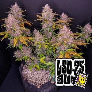 Auto LSD-25 Feminised