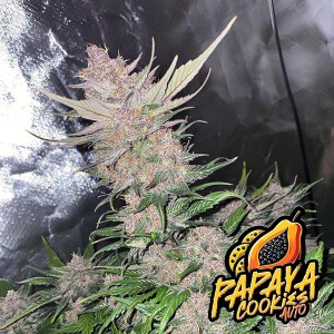 Auto Papaya Cookies Feminised