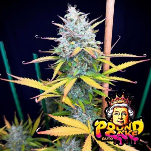 Auto Pound Cake Feminised